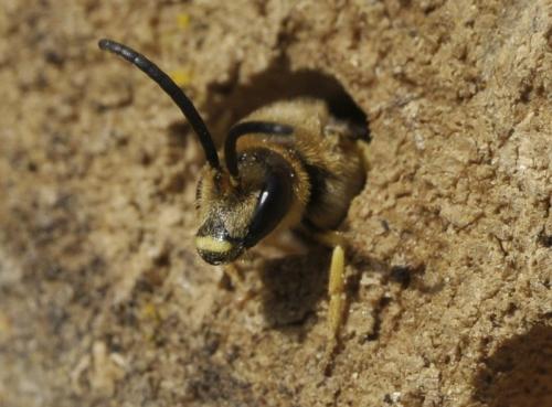 Réf. 264 393 : Halictus sp.